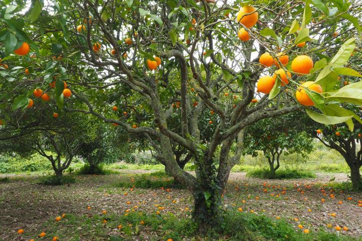 how many oranges does an orange tree produce
