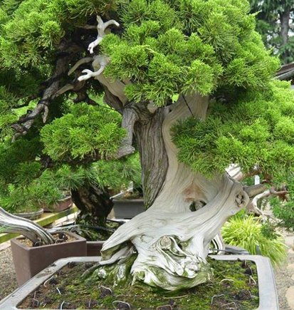 what is the oldest bonsai tree