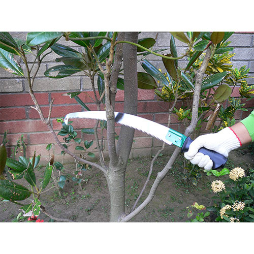 how to prune a plumeria tree