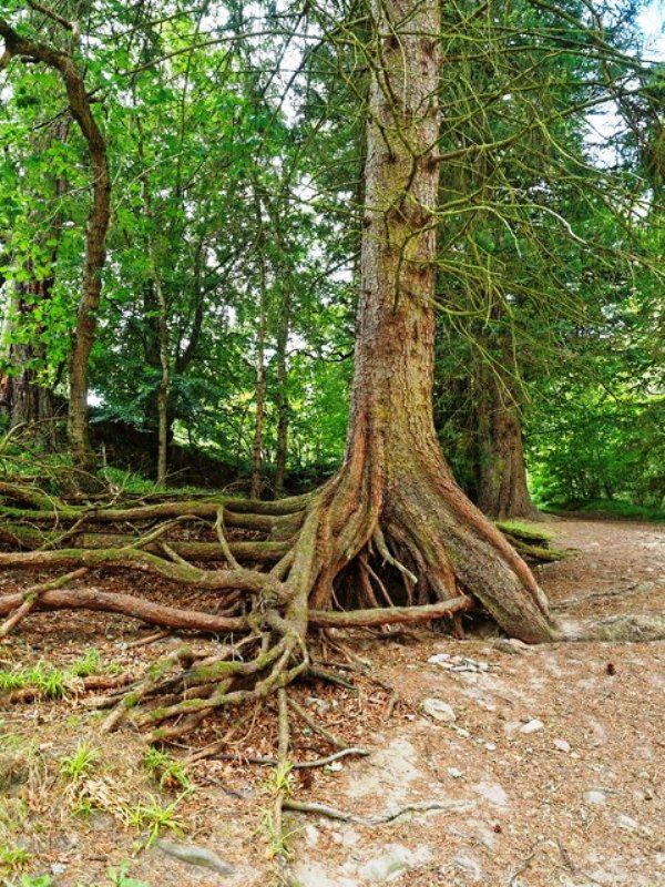 How Deep Do Pine Tree Root Go?