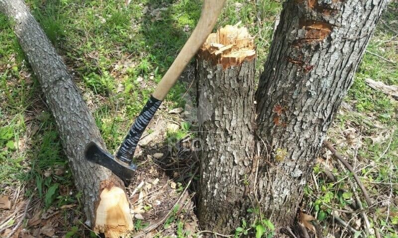 How to Fall a Tree With an Axe