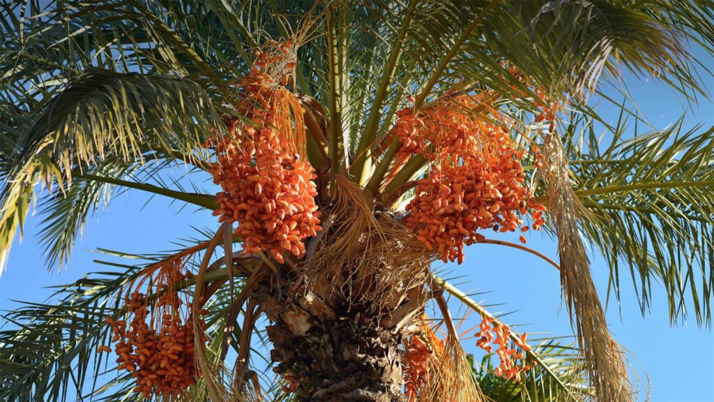 How to Trim a Date Palm Tree