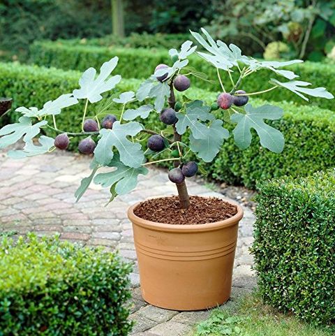 How To Transplant A Fig Tree