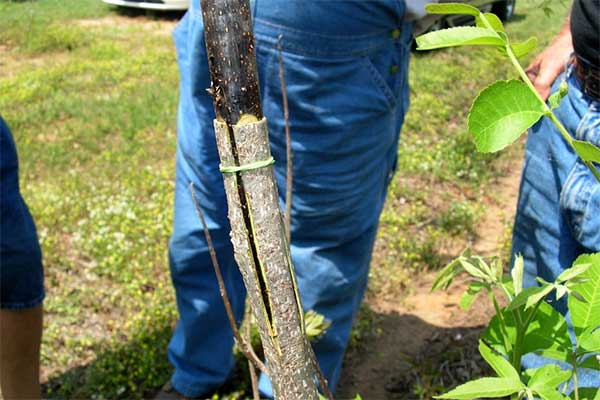 How To Graft A Pecan Tree