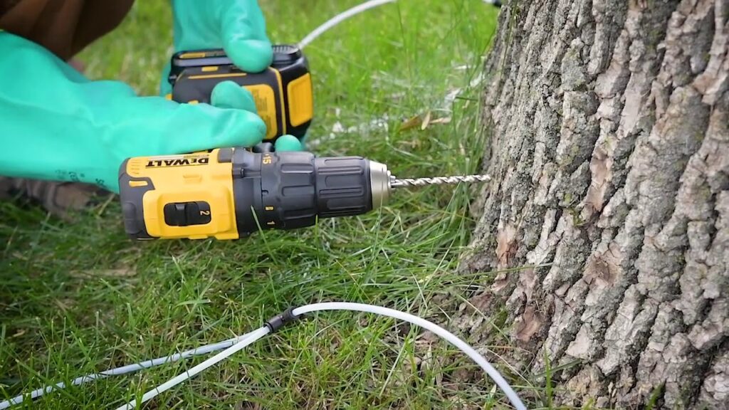 How to Drill Into a Tree Without Hurting It