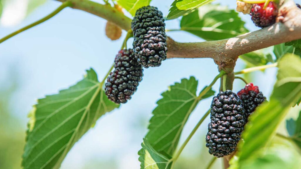 how to keep a mulberry tree small