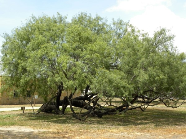 how to kill a mesquite tree