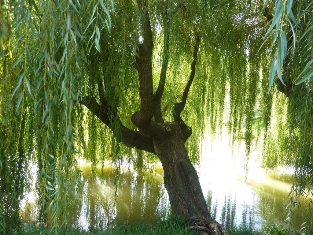 How to Paint a Weeping Willow Tree