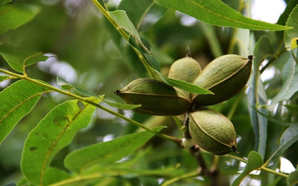 How Long Does It Take A Pecan Tree To Grow?
