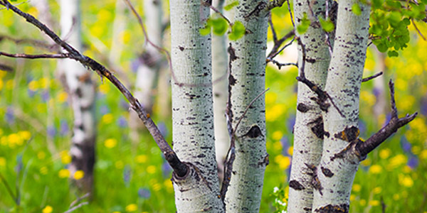 How to Save a Dying Aspen Tree