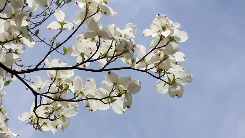 When is the Best Time to Trim a Dogwood Tree?