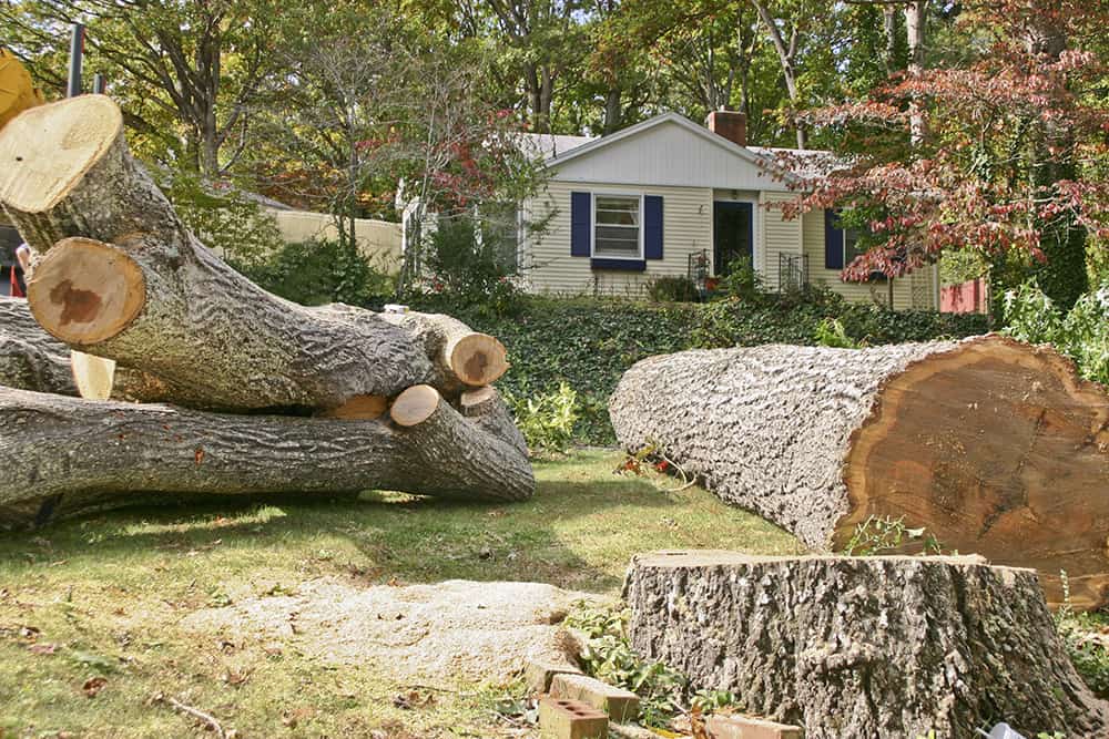 how to cut down a tree near a house