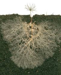 what interactions exist between mycorrhizae and evergreen tree roots