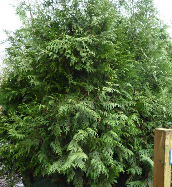how to prune a cedar tree