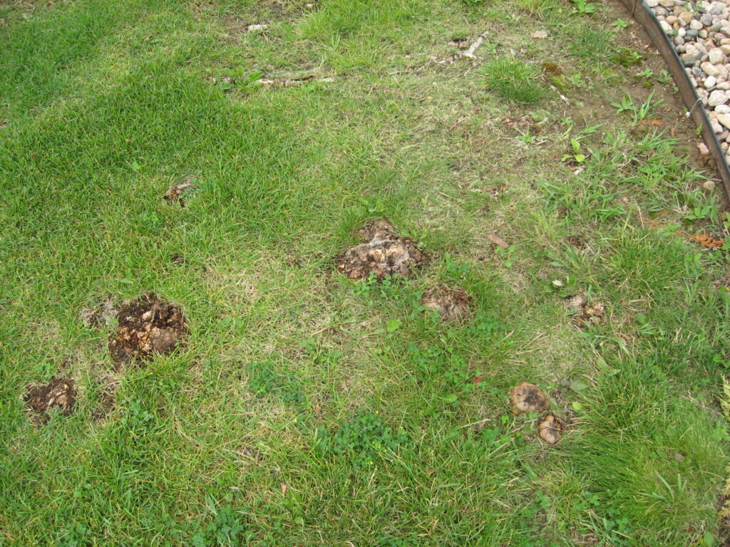 How to Get Rid of Aspen Tree Shoots in Lawn