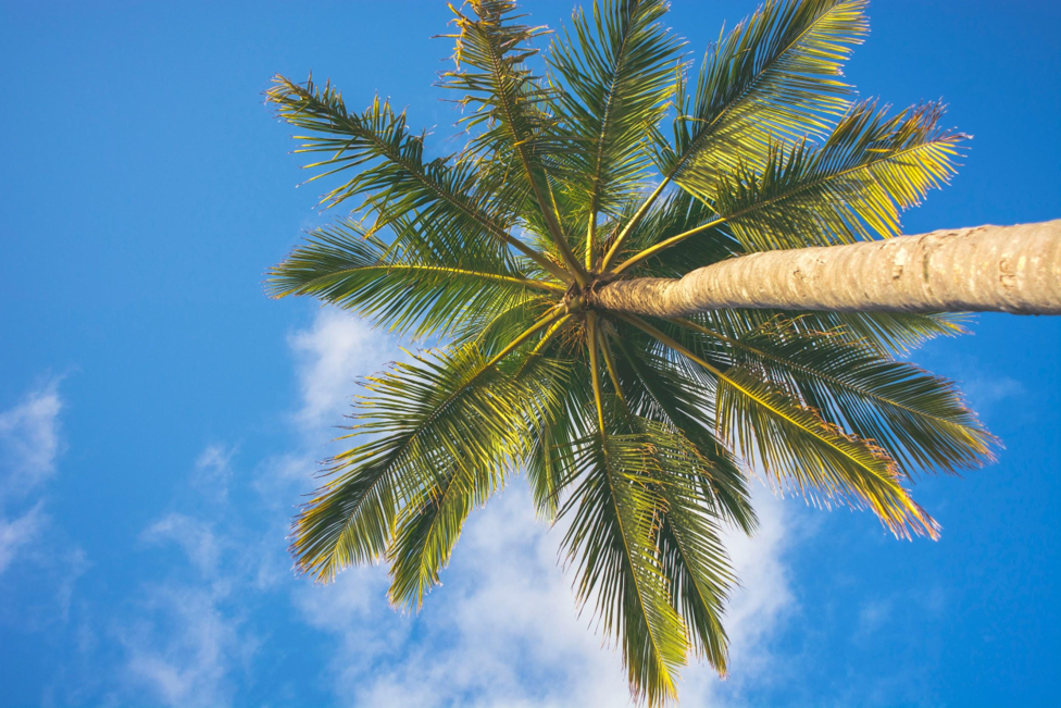how does a palm tree flourish