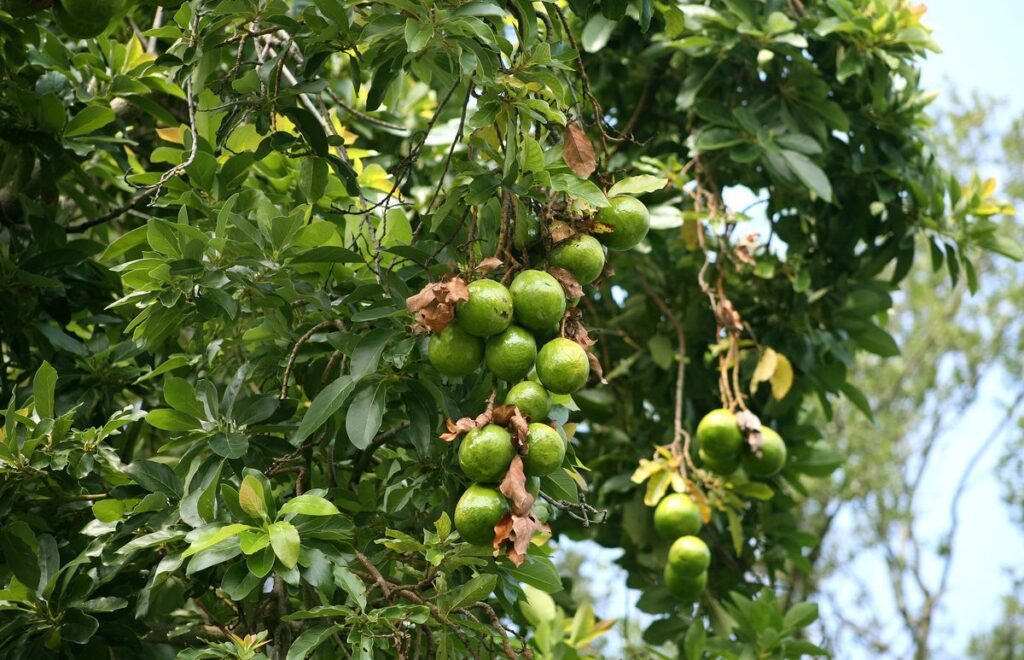 how many avocado trees per acre