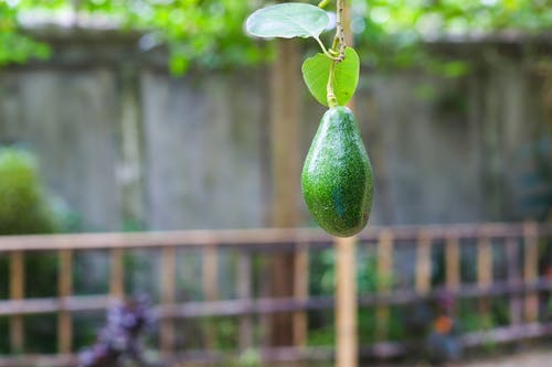 how long till avocado trees produce fruit