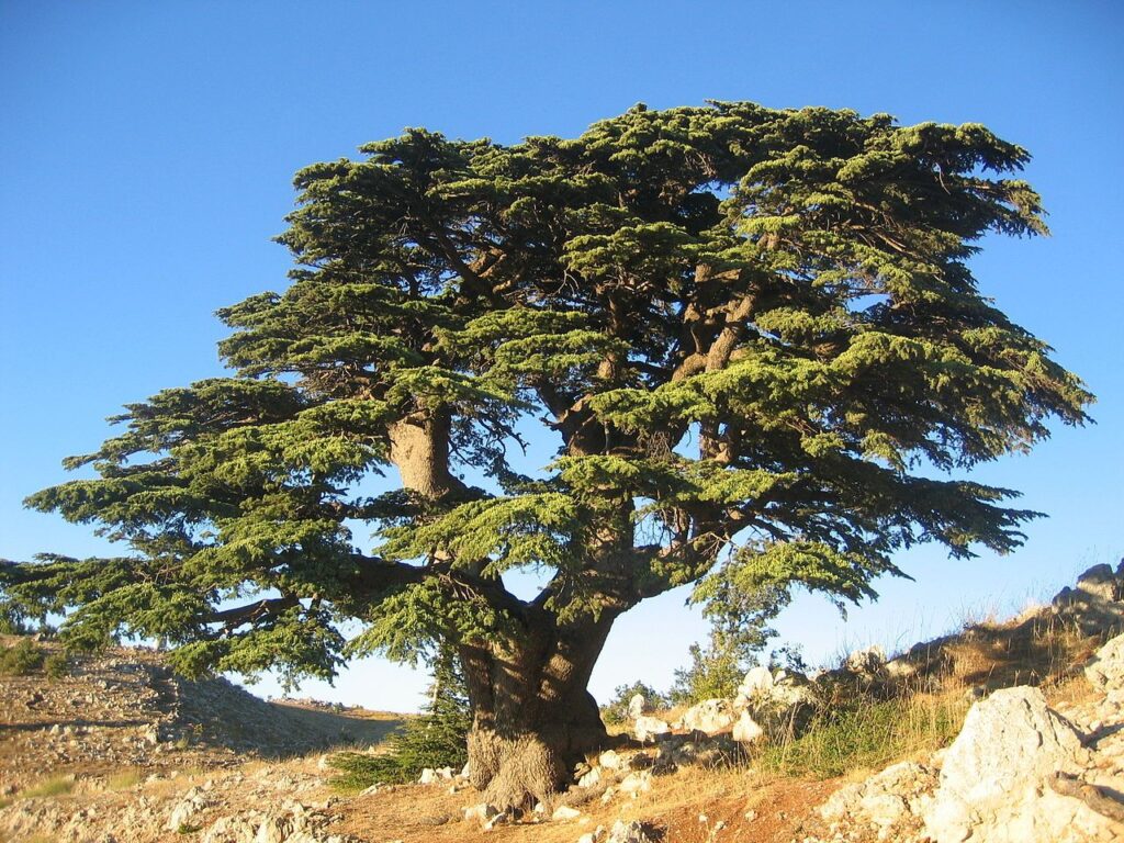 How Long Does It Take A Cedar Tree To Grow