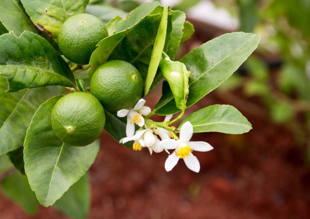 how to care for lime tree