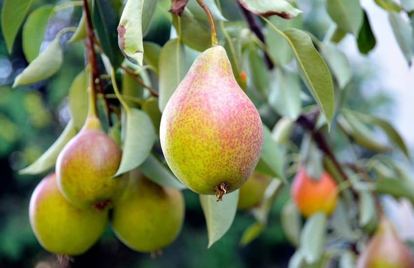 how to grow a pear tree from seed