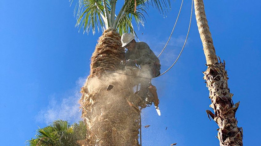 how to skin a palm tree trunk