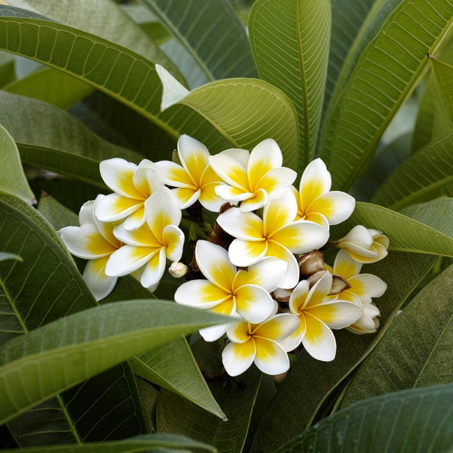 how to care for plumeria tree