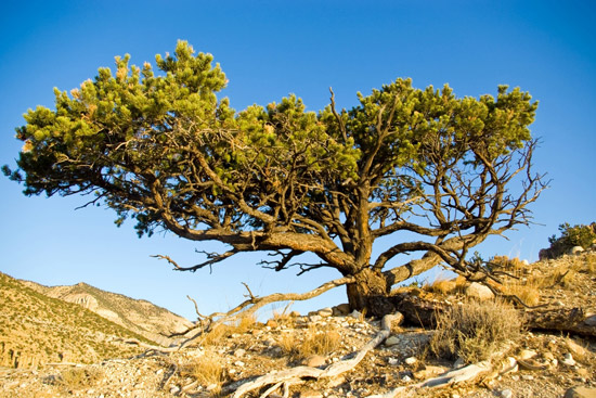 what is nevada's state tree