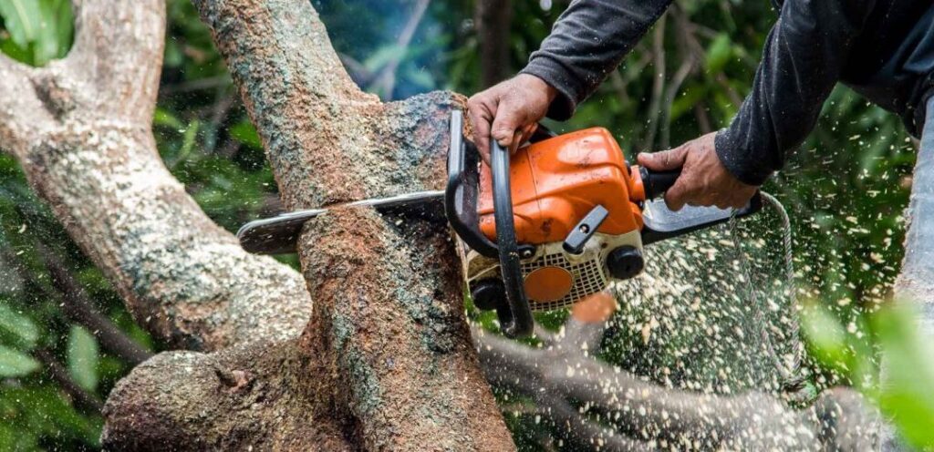 what is a tree surgeon