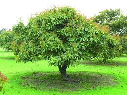 how much does an avocado tree cost