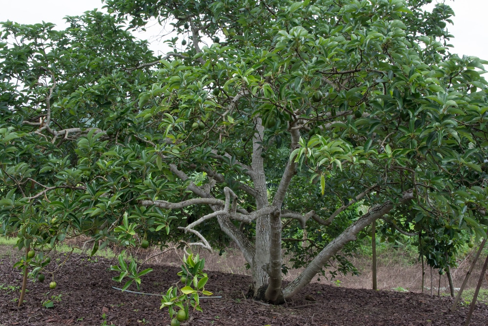 how long does it take avocado trees to produce fruit