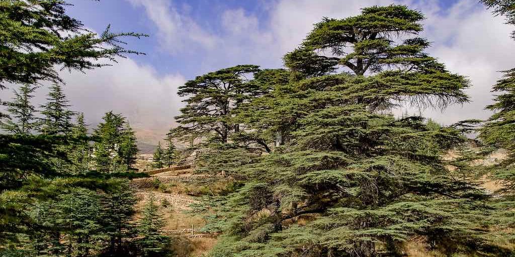 how long does a cedar tree live