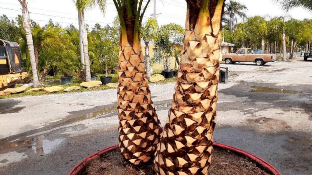 how to diamond cut a palm tree