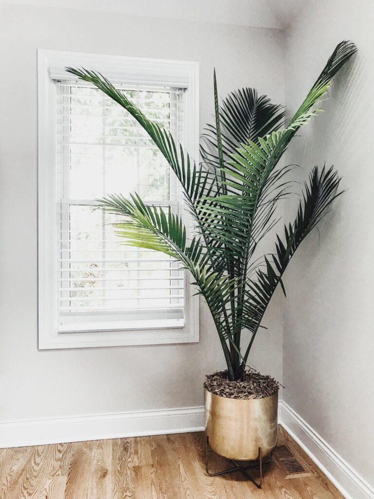 what size pot for palm tree