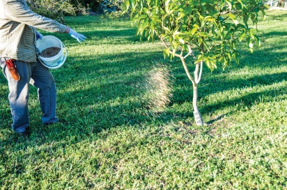 how to fertilize mango tree