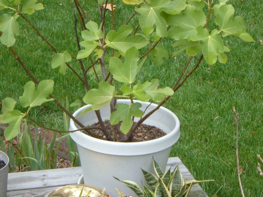 when to transplant fig tree