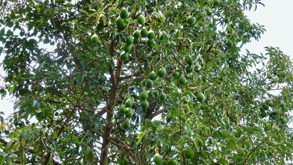 when do avocado trees produce fruit