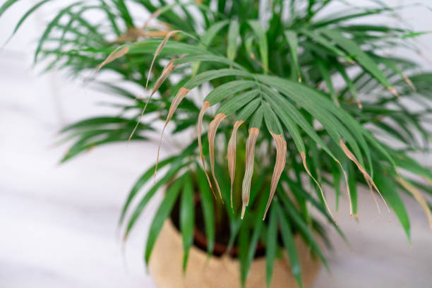 how to save a dying palm tree house plant