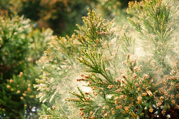 how to save dying cedar tree