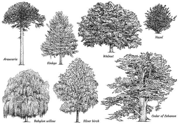 how to draw a cedar tree