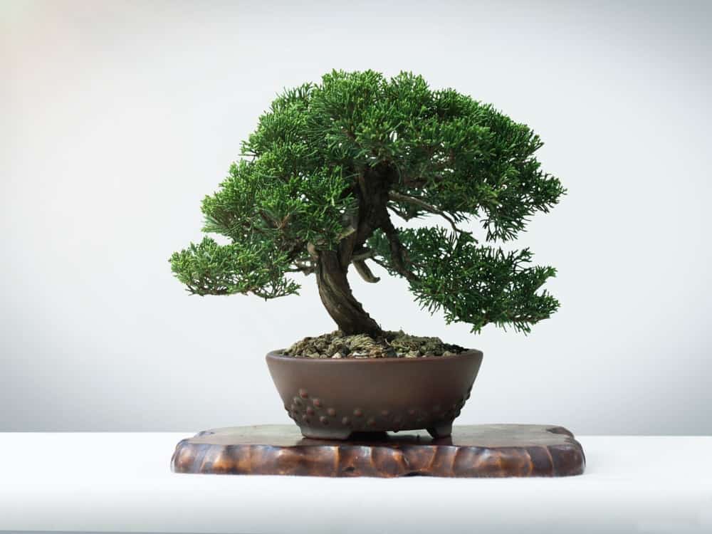 how to care for a juniper bonsai tree indoors