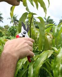 how to prune a mango tree