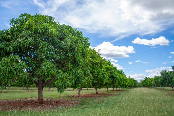 How to Save a Dying Mango Tree