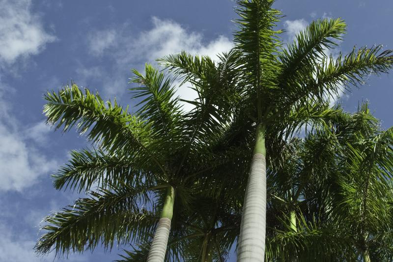how to move a palm tree without killing it