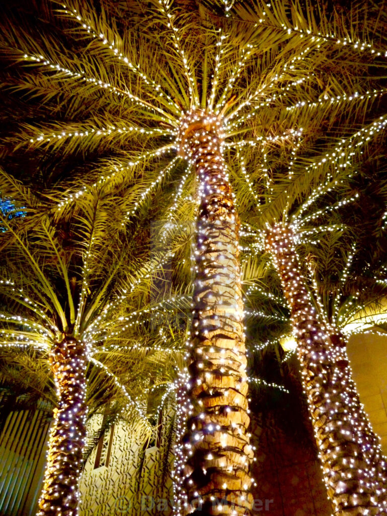 How to Light Up a Palm Tree