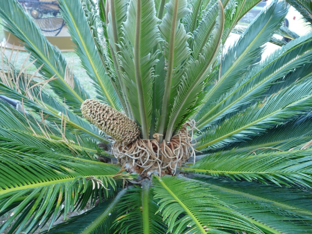 Which Gymnosperm is Often Confused With Tan Palms?