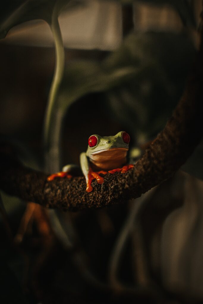 How to Care For a Red Eyed Tree Frog