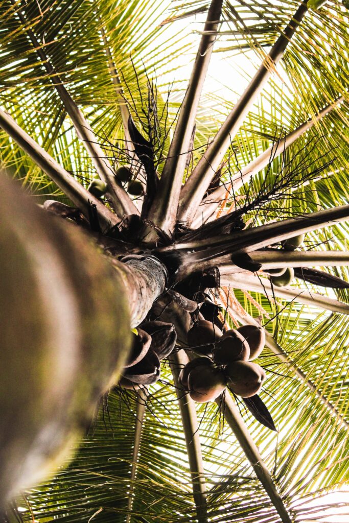 what do palm tree seed pods look like