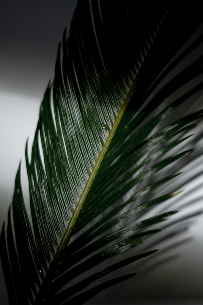 where to buy palm tree leaves