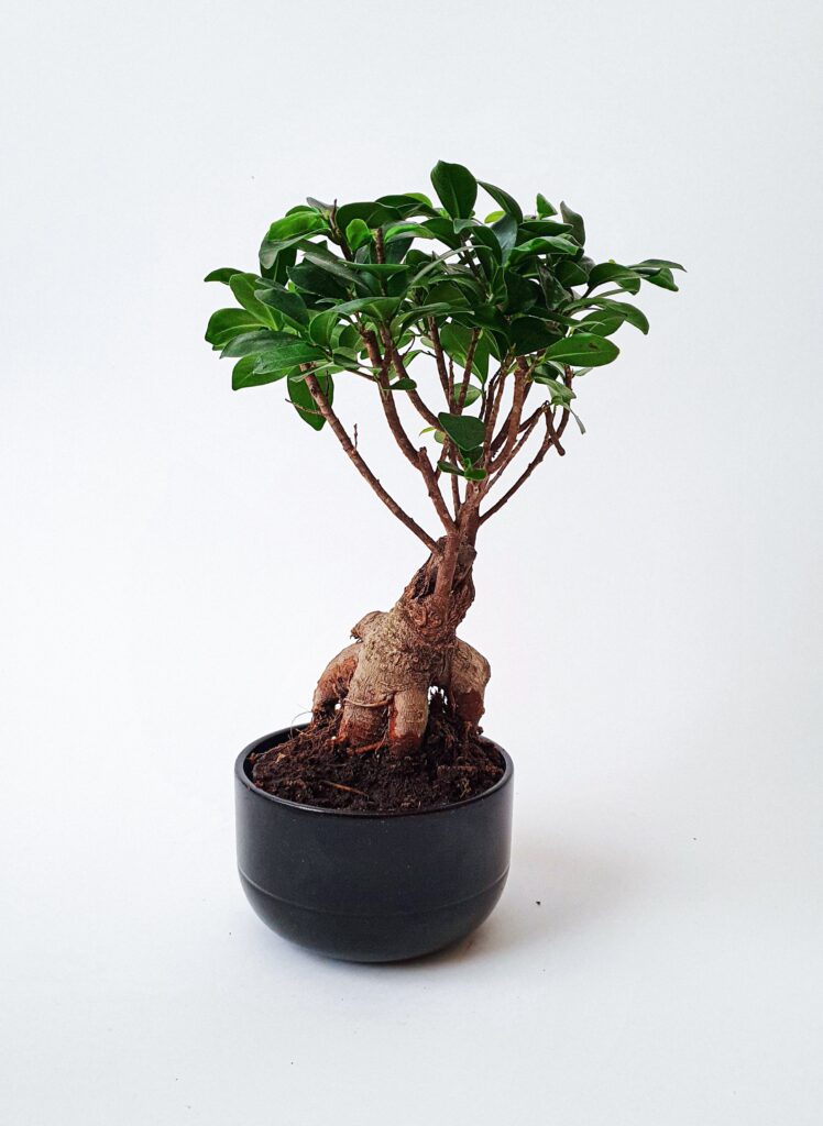 How to Care For a Bonsai Ficus Tree